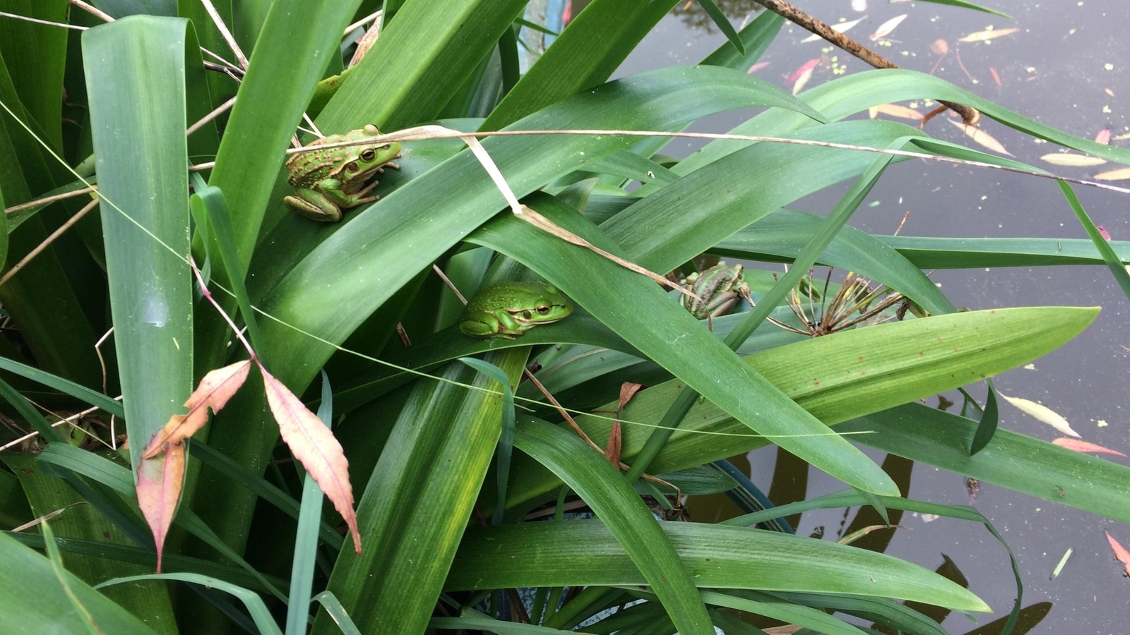 option-phantasm:-only-1-in-10-folks-can-spot-all-4-frogs-in-viral-problem
