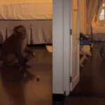 ‘monkey-enterprise’:-morning-espresso-of-a-pair-turns-chaotic-as-monkey-barges-into-mussoorie-resort-room