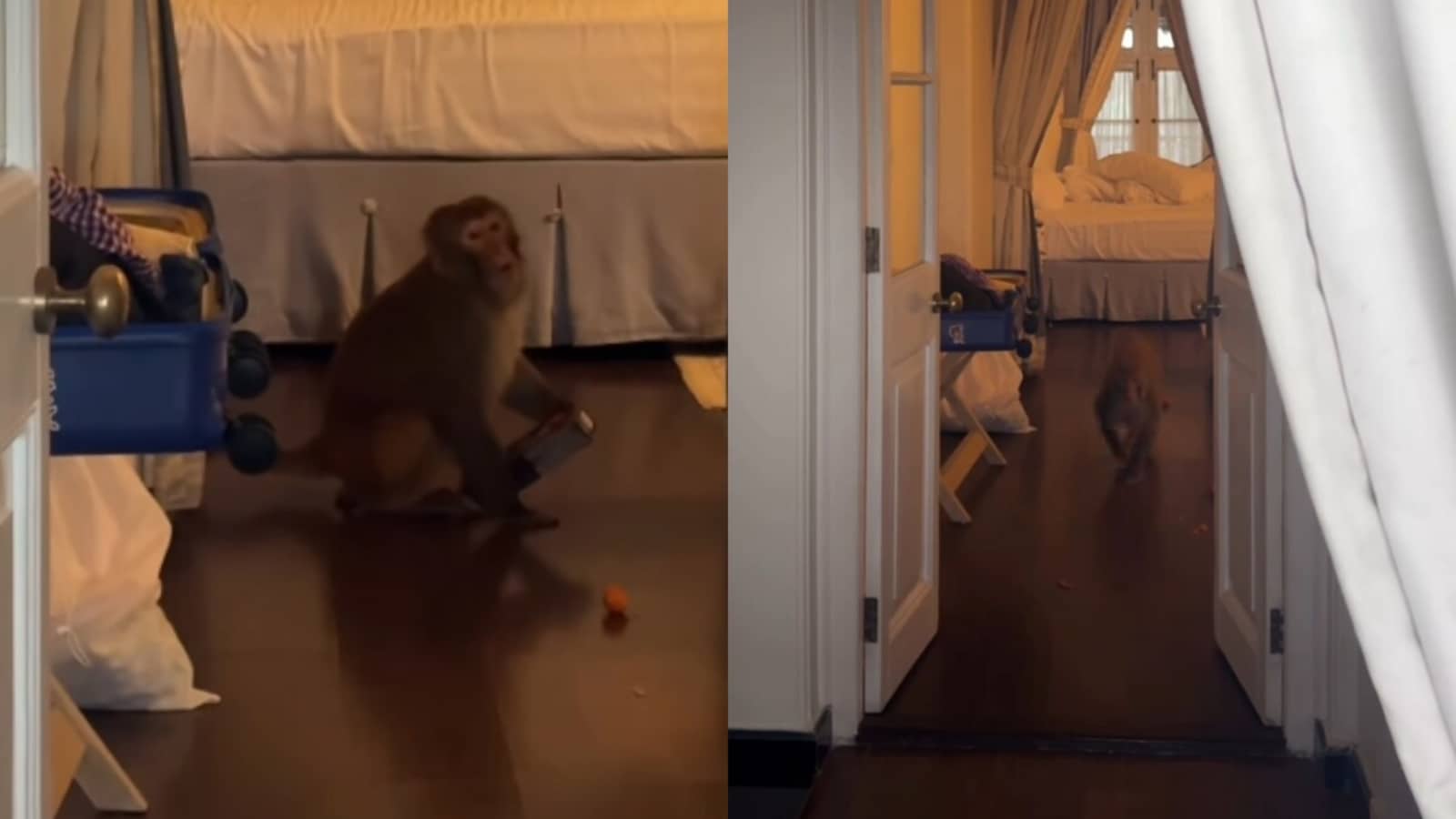 ‘monkey-enterprise’:-morning-espresso-of-a-pair-turns-chaotic-as-monkey-barges-into-mussoorie-resort-room