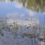 optical-phantasm:-if-you-see-the-hidden-alligator-on-this-pond,-youll-be-titled-imaginative-and-prescient-genius-of-the-day