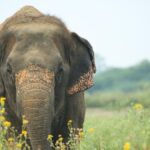 elephant-relocated-to-gujarat-facility-run-by-vantara-from-kolhapur;-devotees-bid-emotional-adieu