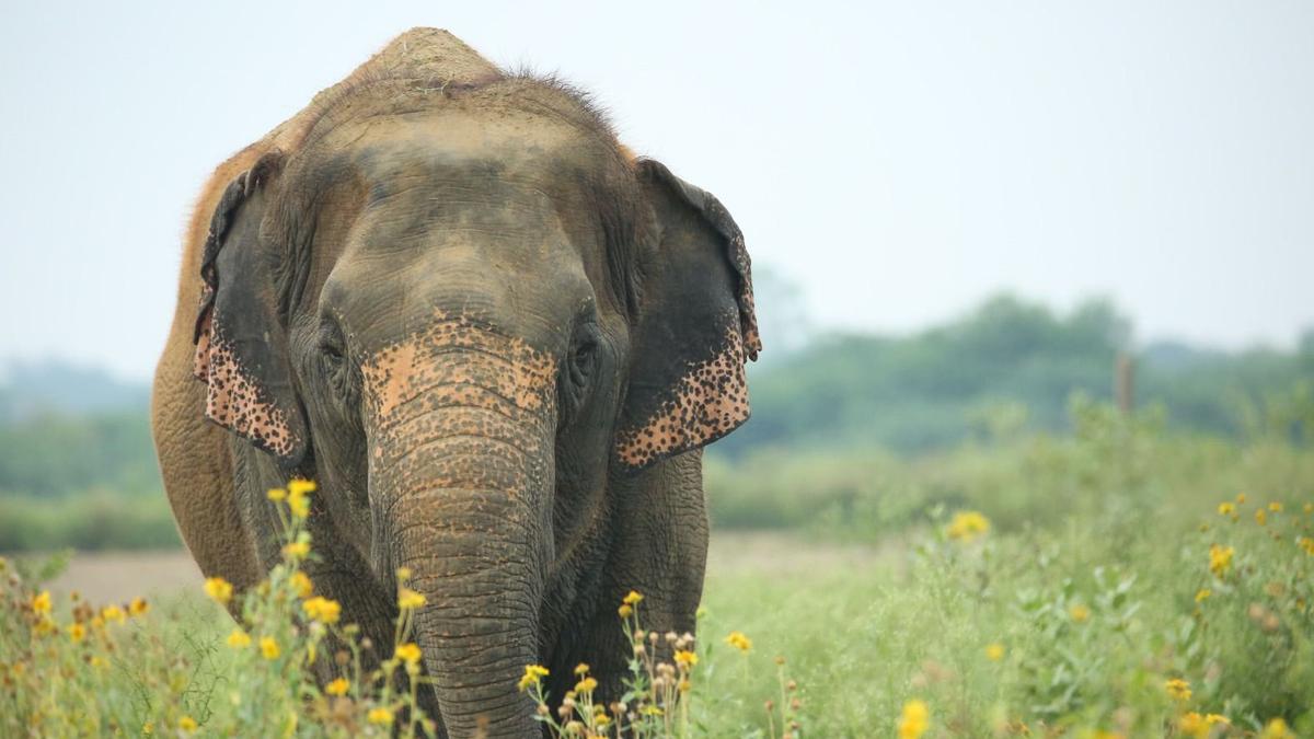 elephant-relocated-to-gujarat-facility-run-by-vantara-from-kolhapur;-devotees-bid-emotional-adieu