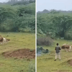 reckless-gujarat-man-approaches-feeding-lion-for-video,-it-pounces-at-him.-watch
