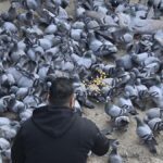 mcd-to-problem-advisory-in-opposition-to-feeding-pigeons-amid-well-being-considerations