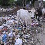 chhattisgarh-authorities-to-launch-gaudham-yojana-for-stray-cattle-safety