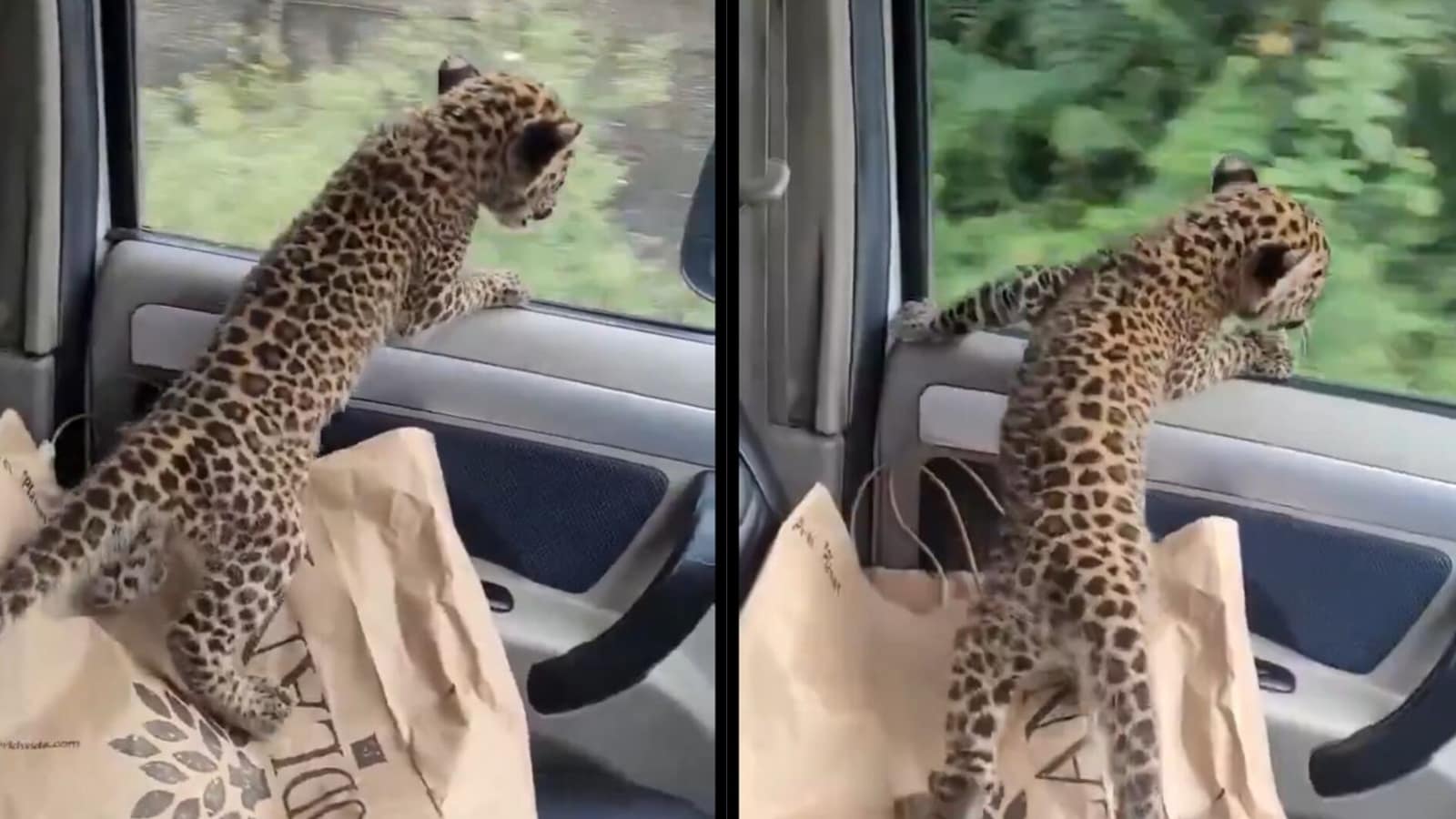 leopard-cub-will-get-automobile-experience-in-himachal,-forest-officers-attempt-to-reunite-it-with-mom