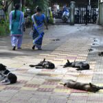 stray-canine-administration-in-chennai-again-in-highlight-amid-rising-security-considerations,-civic-spending,-and-requires-coverage-overhaul