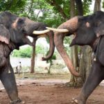 Dasara elephants to be welcomed on Mysuru palace premises on ...