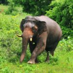 Visually impaired wild tusker PT-5 tranquilised in Kerala's ...