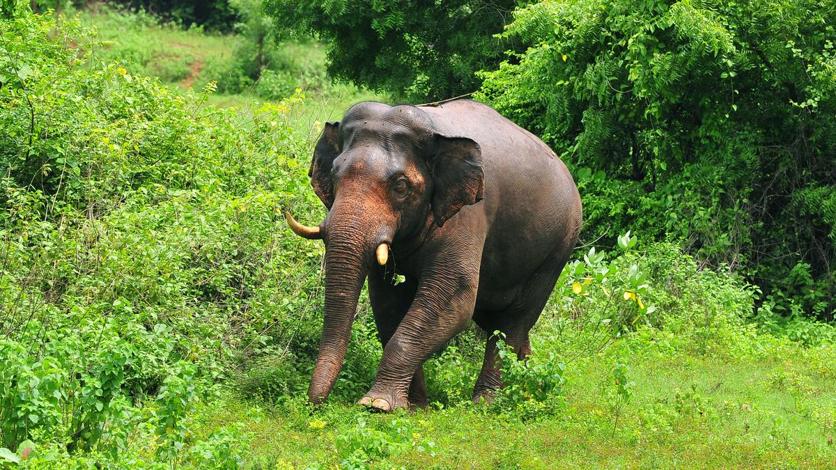Visually impaired wild tusker PT-5 tranquilised in Kerala's ...