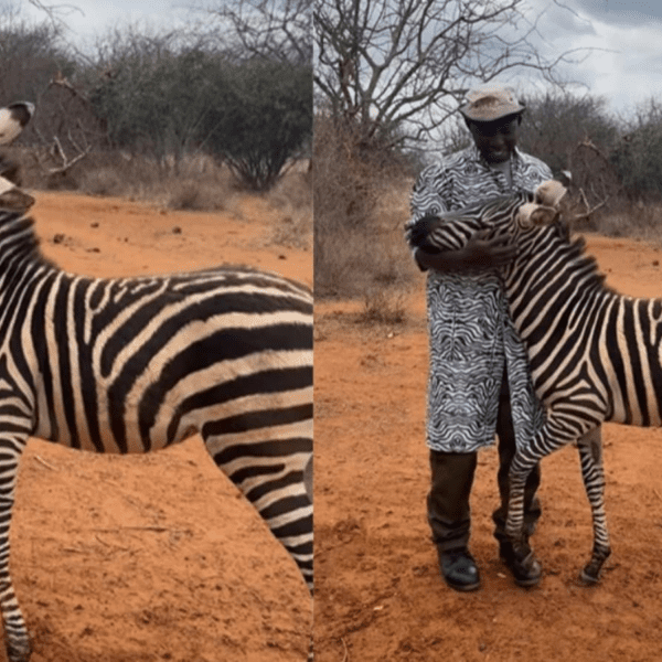 zookeeper-turns-mommy-determine-for-orphaned-child-zebra,-wears-zebra-striped-shirt:-‘what-a-effective-pair’