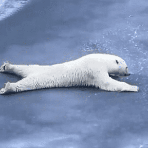 polar-bear-slides-throughout-delicate-ice-sheet,-web-hails-its-intelligent-transfer:-animals-are-approach-smarter