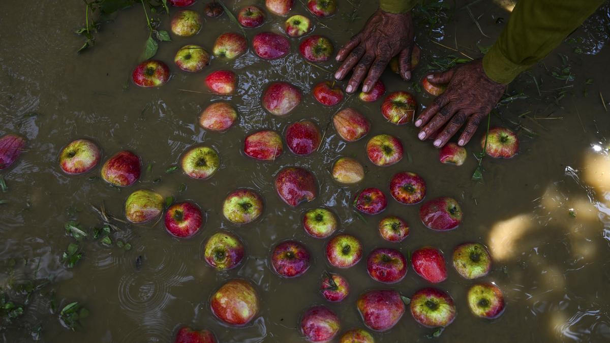 in-frames-|-relentless-rain-upsets-kashmirs-apple-cart
