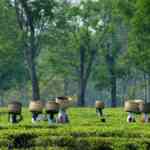 us.-tariffs-prone-to-hit-indian-tea-exports,-says-indian-tea-association