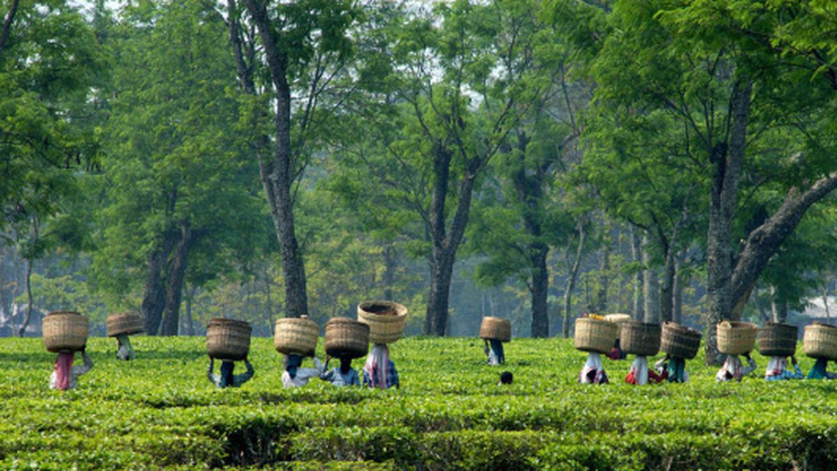 us.-tariffs-prone-to-hit-indian-tea-exports,-says-indian-tea-association