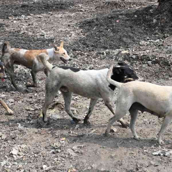 agencies-didn’t-curb-stray-canine-depend:-abc-panel-member