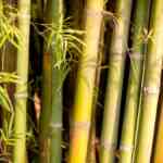 agenda-for-sustainable-bamboo-financial-system-set-at-assam-conclave