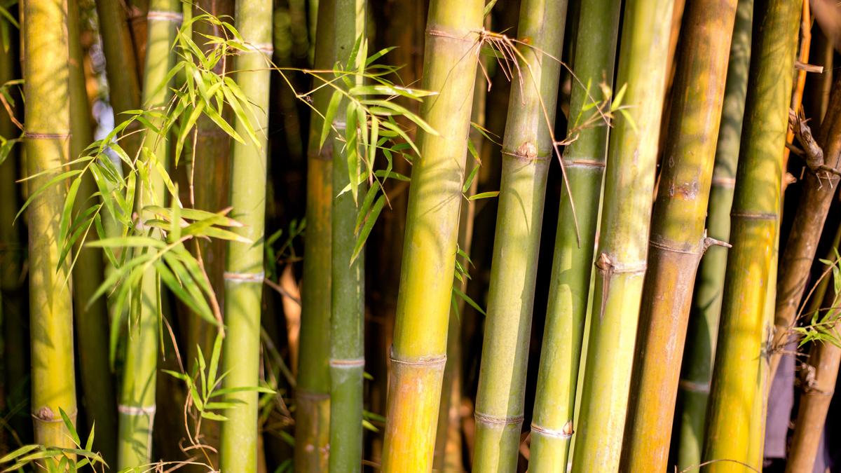 agenda-for-sustainable-bamboo-financial-system-set-at-assam-conclave