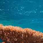 new-bushy-coral-species-will-get-named-after-this-star-wars-character