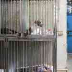 as-govt.-mulls-microchipping-strays,-specialists-flag-obstacles-in-abc-programme