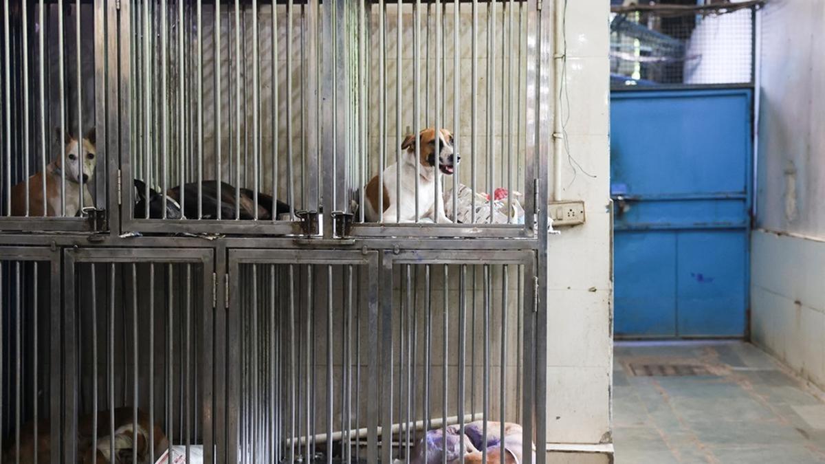 as-govt.-mulls-microchipping-strays,-specialists-flag-obstacles-in-abc-programme