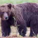 what-is-fat-bear-week?-2025-contenders,-learn-how-to-watch-and-vote-on-your-favourite-brown-bears-at-katmai-national-park