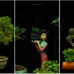 interested-within-the-historic-craft-of-bonsai-crops?-a-chennai-group-exhibits-you-ways