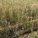 new-farming-expertise-holds-potential-to-cease-desertification