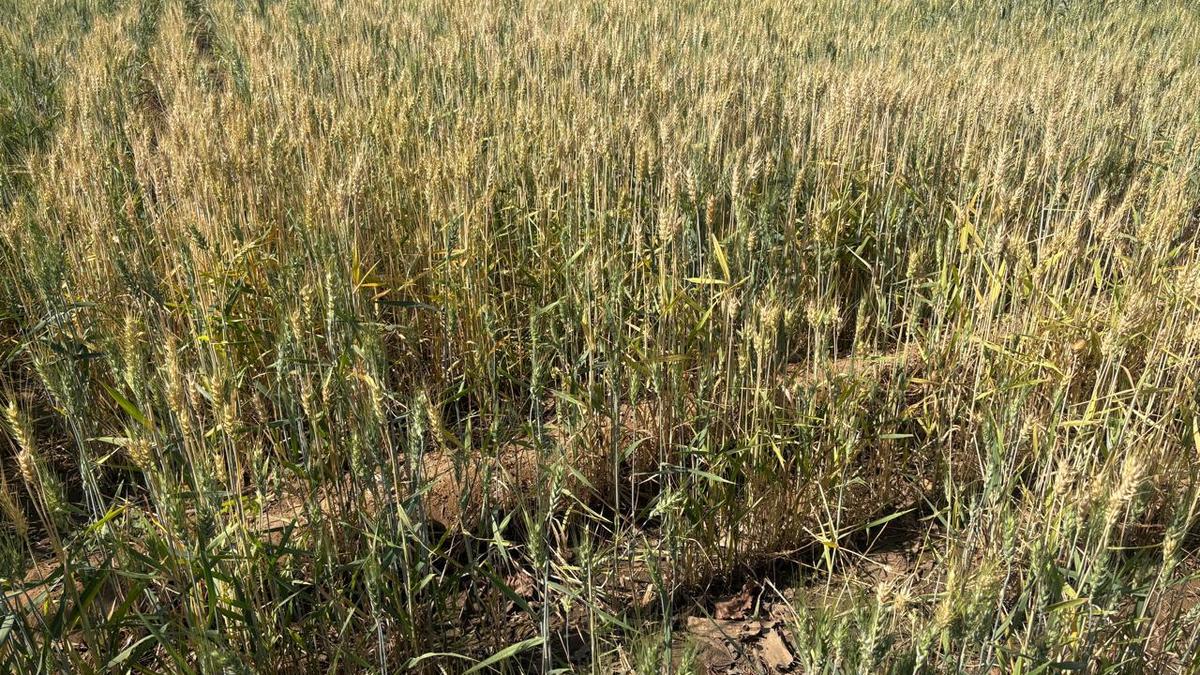 new-farming-expertise-holds-potential-to-cease-desertification