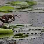 pheasant-tailed-jacana:-elevating-morefamilies