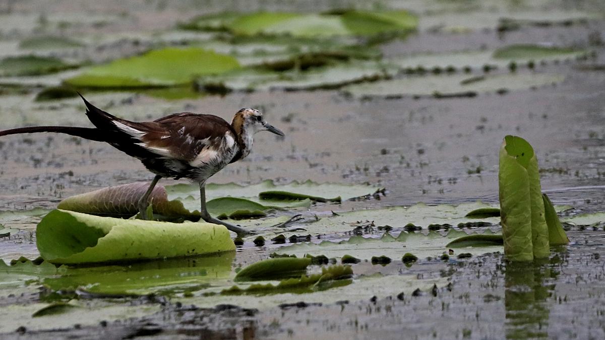 pheasant-tailed-jacana:-elevating-morefamilies