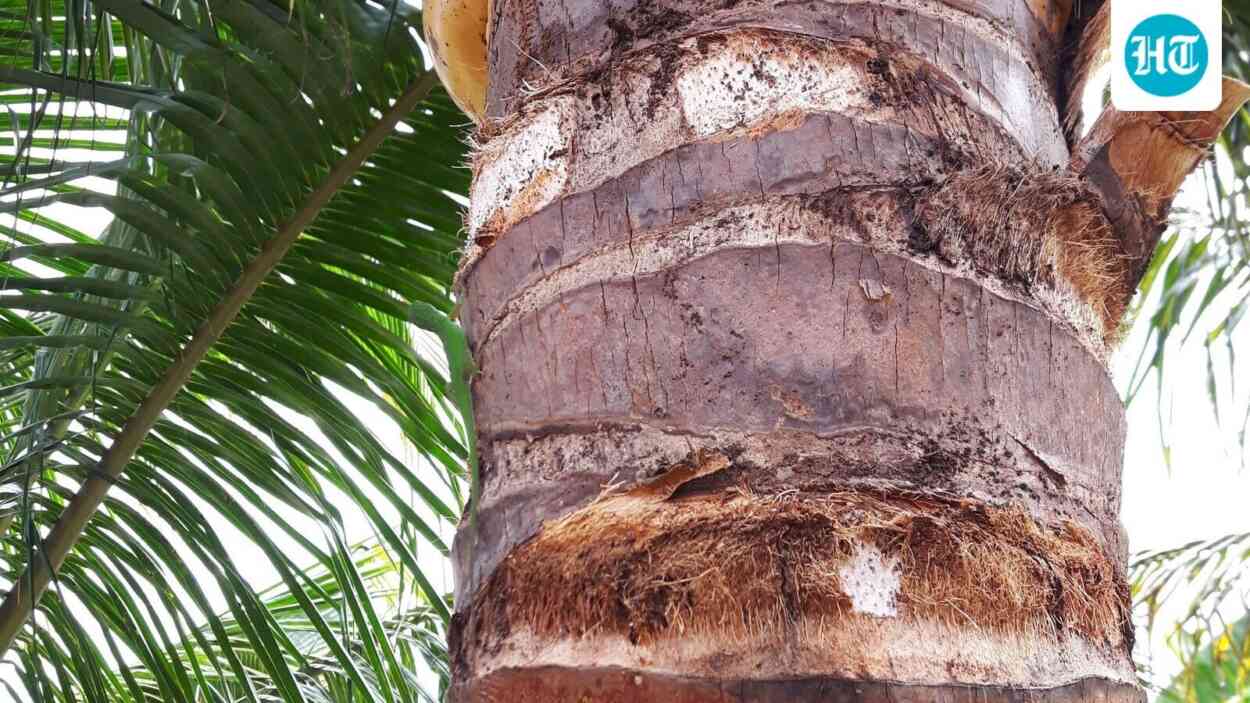 optical-phantasm:-you’ll-be-topped-puzzle-champ-in-the-event-you-can-spot-the-hidden-lizard-on-this-picture