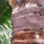 optical-phantasm:-you’ll-be-topped-puzzle-champ-in-the-event-you-can-spot-the-hidden-lizard-on-this-picture