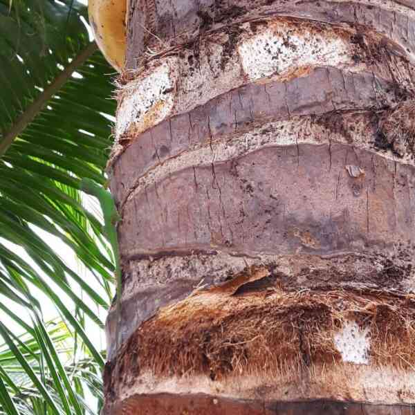 optical-phantasm:-you’ll-be-topped-puzzle-champ-in-the-event-you-can-spot-the-hidden-lizard-on-this-picture