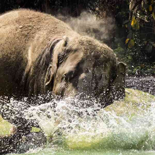elephants-in-fragmented-habitats-of-south-bengal-report-increased-ranges-of-stress,-reveals-research
