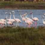 greater-flamingos-linger-in-nemmeli-salt-pans