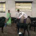 In Maharashtra's Drought-Prone District, a 'Goat Bank' Is Making ...