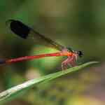 Survey in Thiruvananthapuram Wildlife Division spots 121 odonate ...