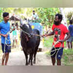 Jallikattu 2024: 12000+ bulls, 4500 bull tamers enlist to compete at 3 ...