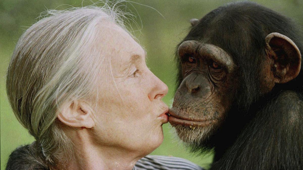 jane-goodall,-primate-professional-and-wildlife-advocate,-dies-at-91