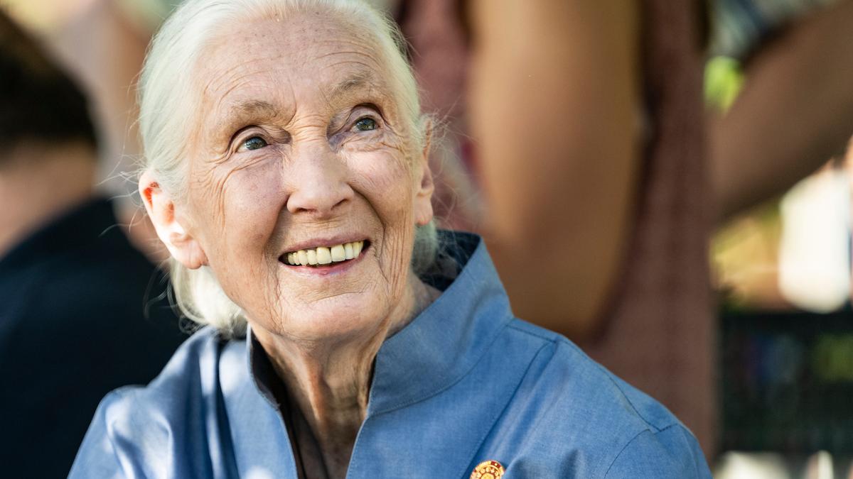jane-goodall:-the-scientist-who-gave-chimps-names,-not-numbers