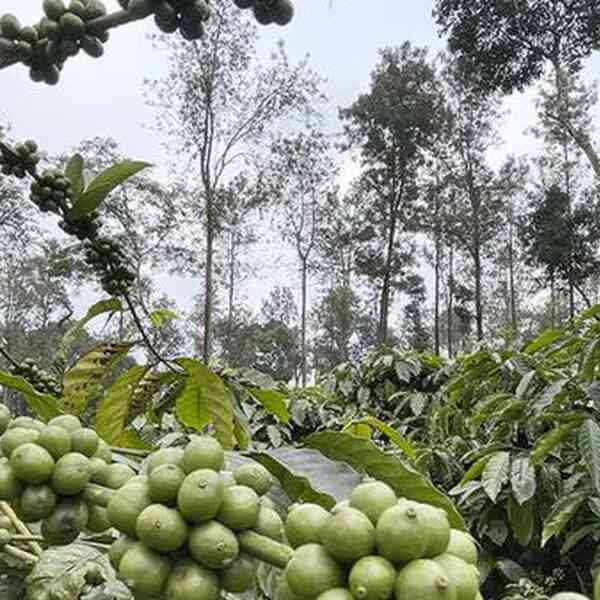 coffee-board-opens-particular-kiosk-in-bengaluru-to-coach-ladies-in-espresso-enterprise
