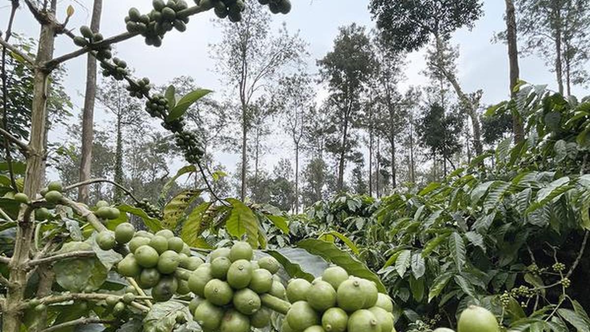 coffee-board-opens-particular-kiosk-in-bengaluru-to-coach-ladies-in-espresso-enterprise