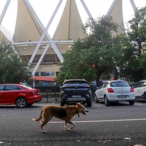 mcd-steps-up-efforts-after-incidents-of-canine-chunk-at-jln-stadium
