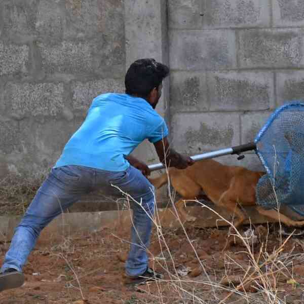 stray-canine-administration:-puducherry-asks-communities-to-undertake-a-balanced-strategy-that-ensures-public-security