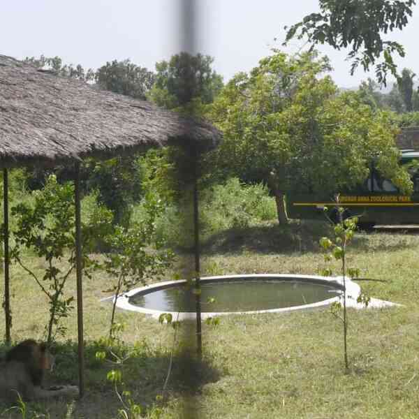 search-on-as-lion-goes-lacking-inside-safari-zone-at-vandalur-zoo