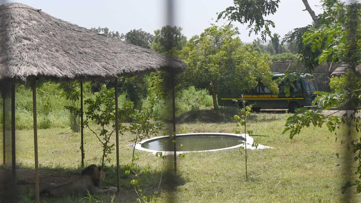 search-on-as-lion-goes-lacking-inside-safari-zone-at-vandalur-zoo