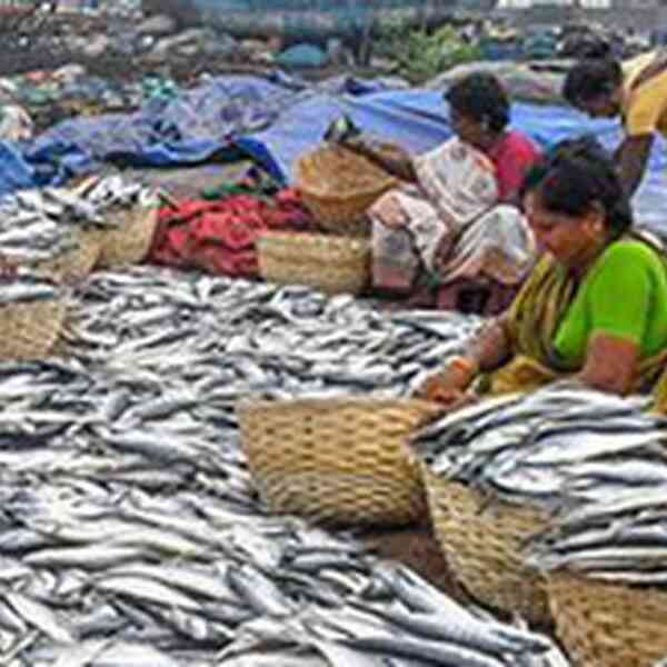to-counter-commerce-ban,-fisheries-sector-eyes-new-markets-with-eco-friendly-label