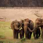 tamil-nadu-information-3,170-elephants-in-newest-synchronised-survey