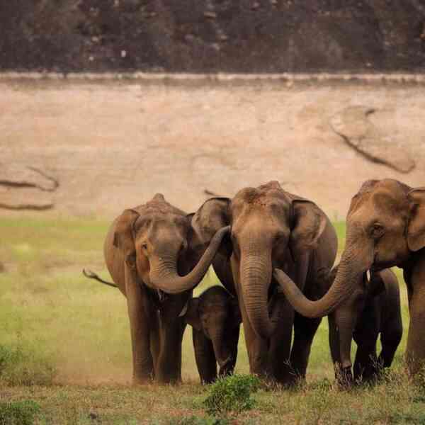 tamil-nadu-information-3,170-elephants-in-newest-synchronised-survey